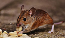 24 Hour & Emergency Exterminators in Rowe, VA